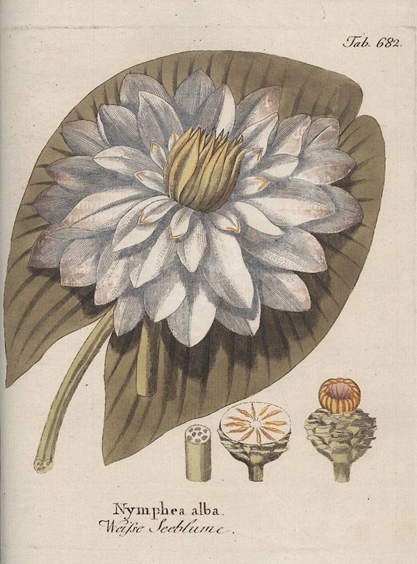 Vietz, Ferdinand Bernhard: Icones Plantarum Medico-oeconomico-technologicarum cum earum fructus ususque descriptione I-XI.