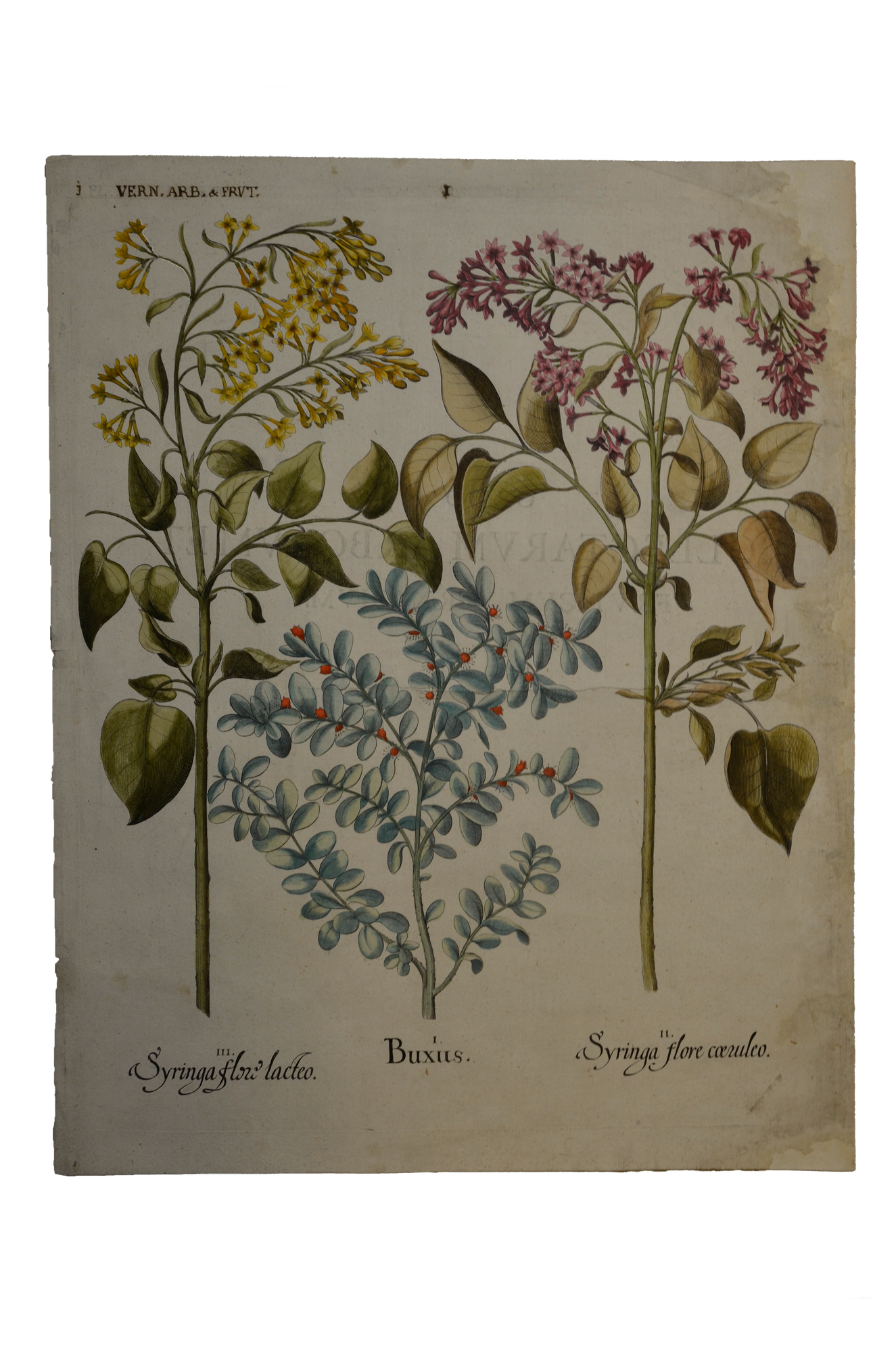 Basilius Besler: Buxus. Syringa flore coeruleo. Syringa flore lacteo ( Hortus Eystettensis)