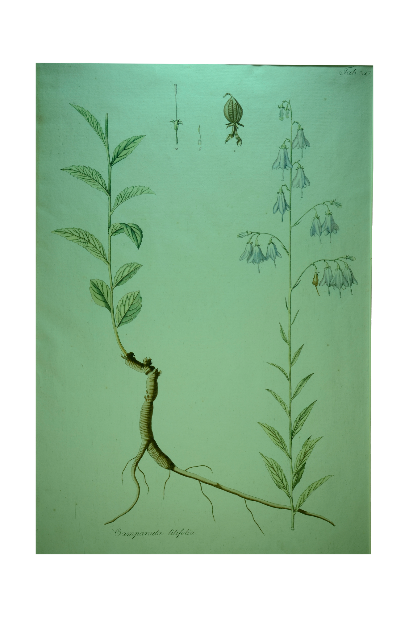 Kitaibel [Pál] Paulus: Campanula liliforia  - Széleslevelű harangvirág (Descriptiones et Icones Plantarum...)