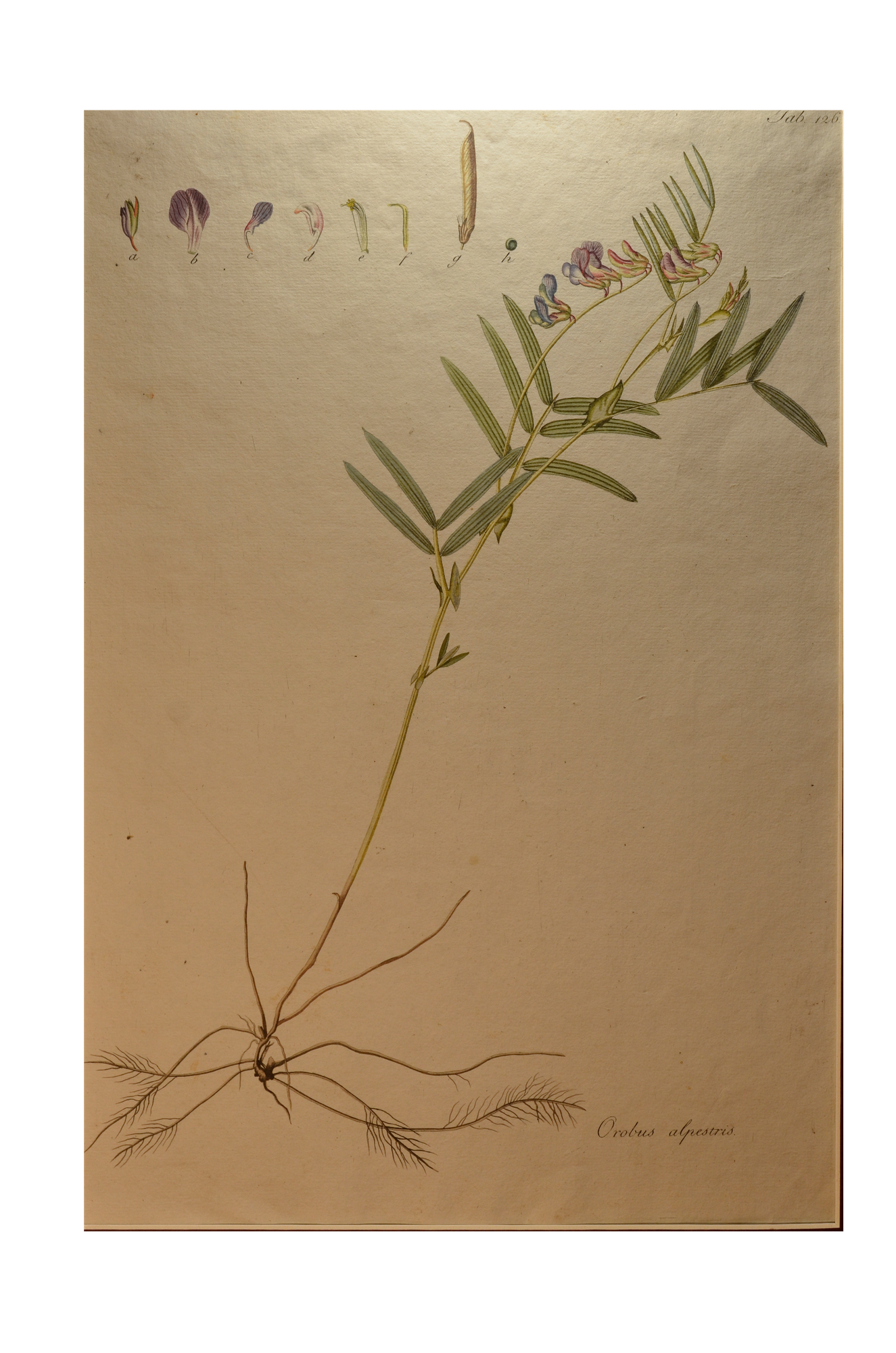 Kitaibel [Pál] Paulus: Orobus alpestris - havasi lednek (Descriptiones et Icones Plantarum...)