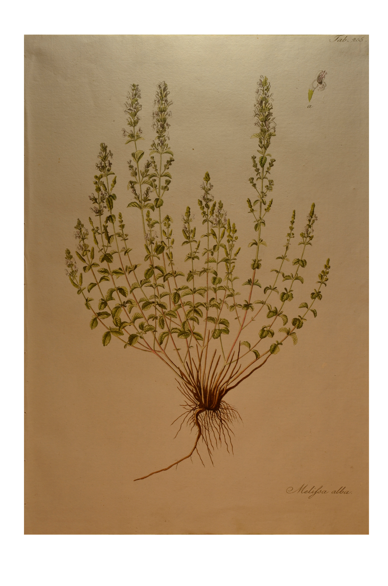 Kitaibel [Pál] Paulus: Melissa Alba - szirti pereszlény (Descriptiones et Icones Plantarum...)