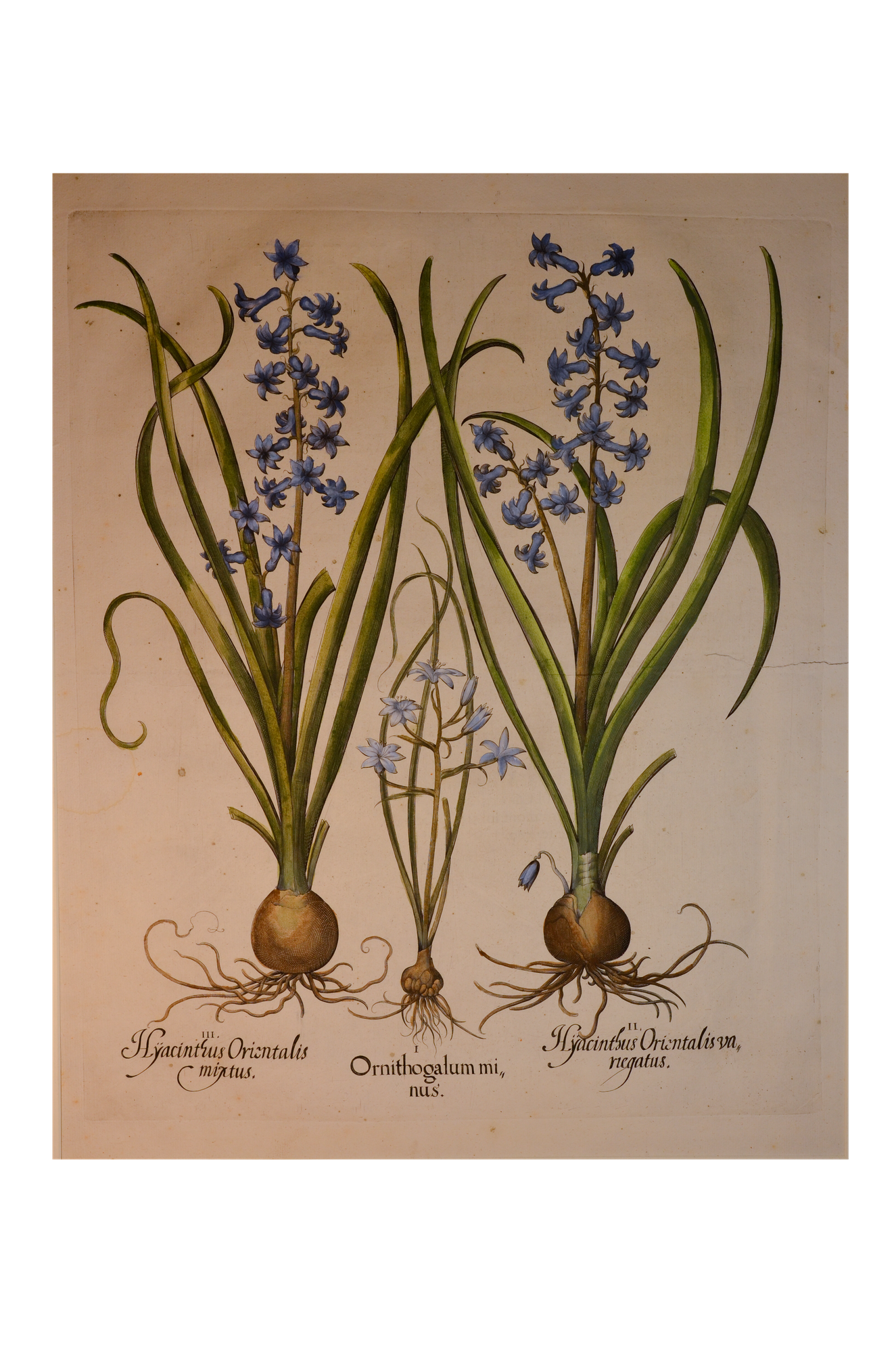 Basilius Besler: Hyacinthus orientalis mixtus / Ornithogalum minus / Hyacinthus orientalis variegatus ( Hortus Eystettensis)