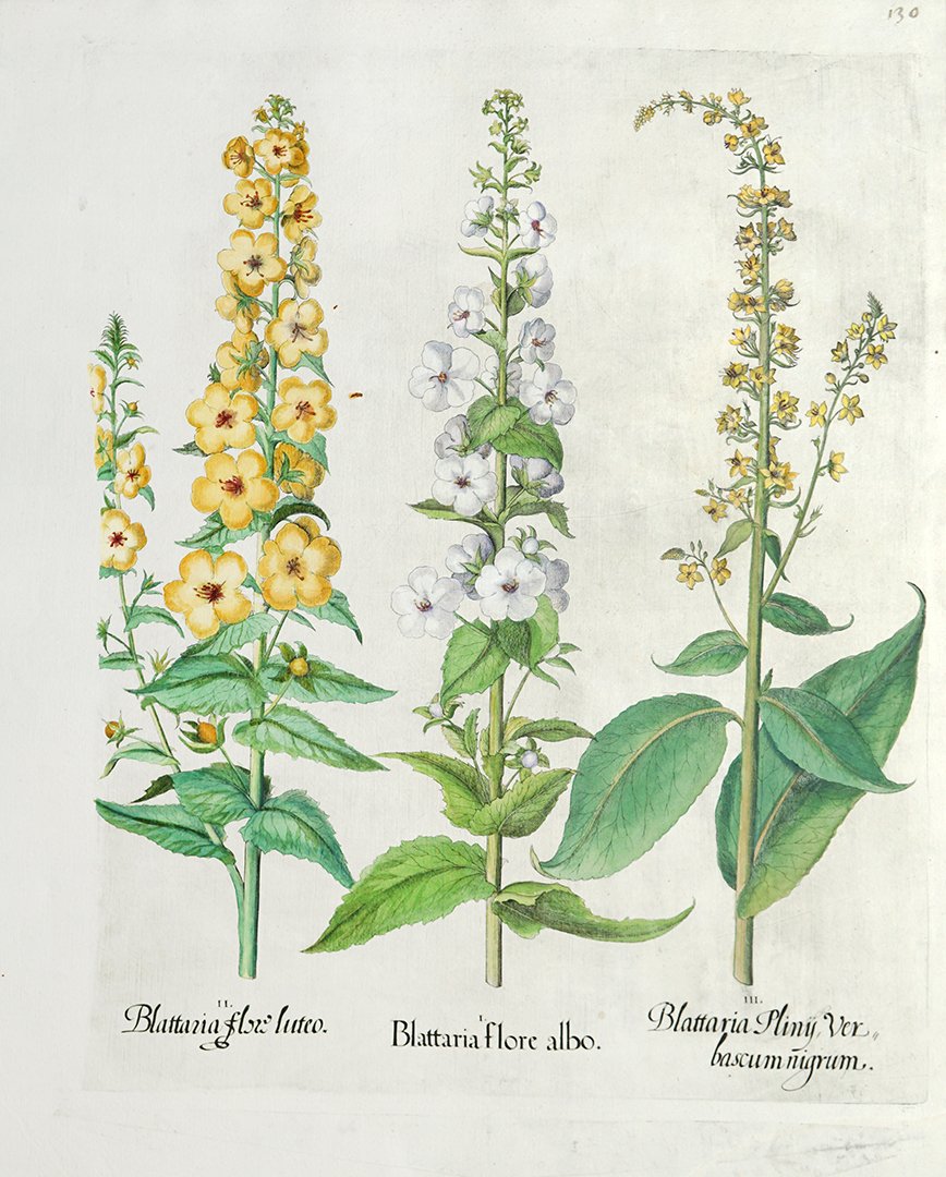 Besler, Basilius I.: Blattaria flore albo