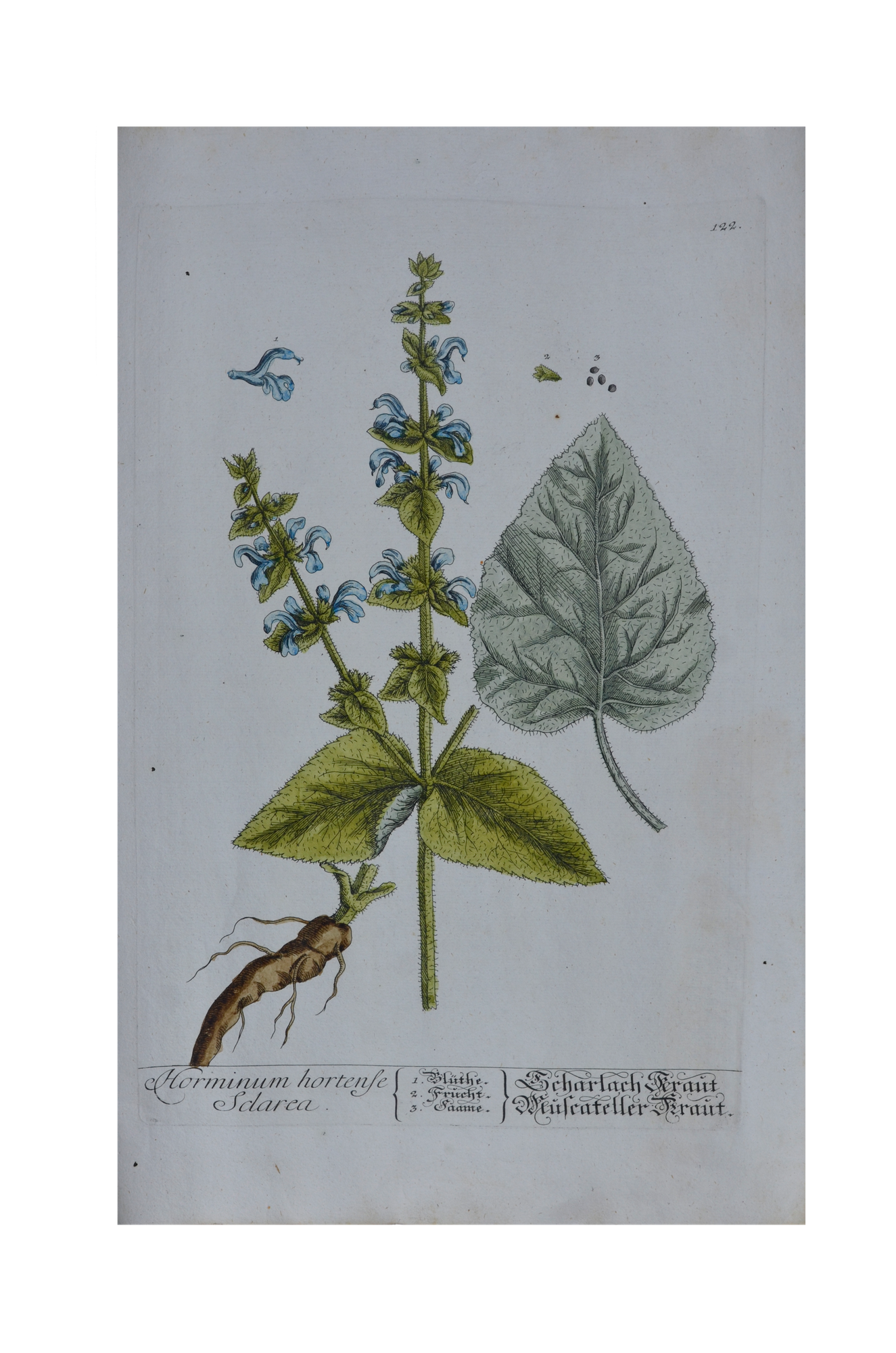 Elisabeth Blackwell: Horminum hortense Sclarea - Orvosi zsálya