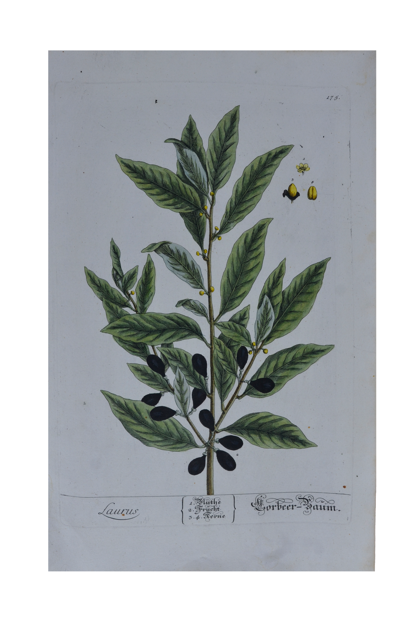 Elisabeth Blackwell:  Laurus - Babér