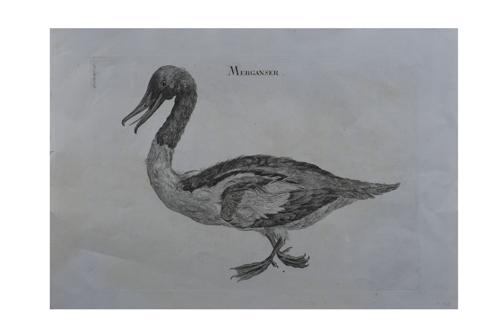 Luigi Ferdinando Marsigli: Merganser - Nagy Bukó