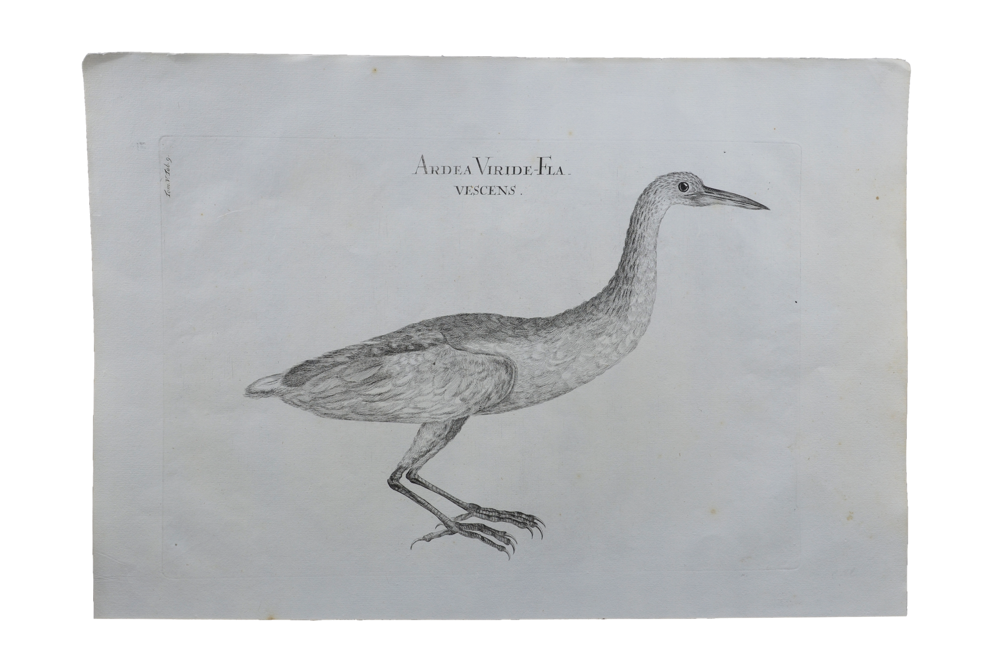 Luigi Ferdinando Marsigli: Ardea viride flavescens - Sárgászöld Gém
