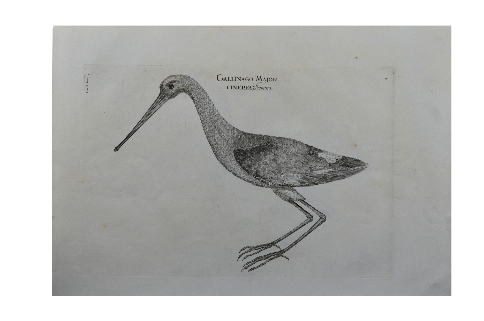 Luigi Ferdinando Marsigli: Gallinago major cinerea foemina - Sárszalonka Nőstény