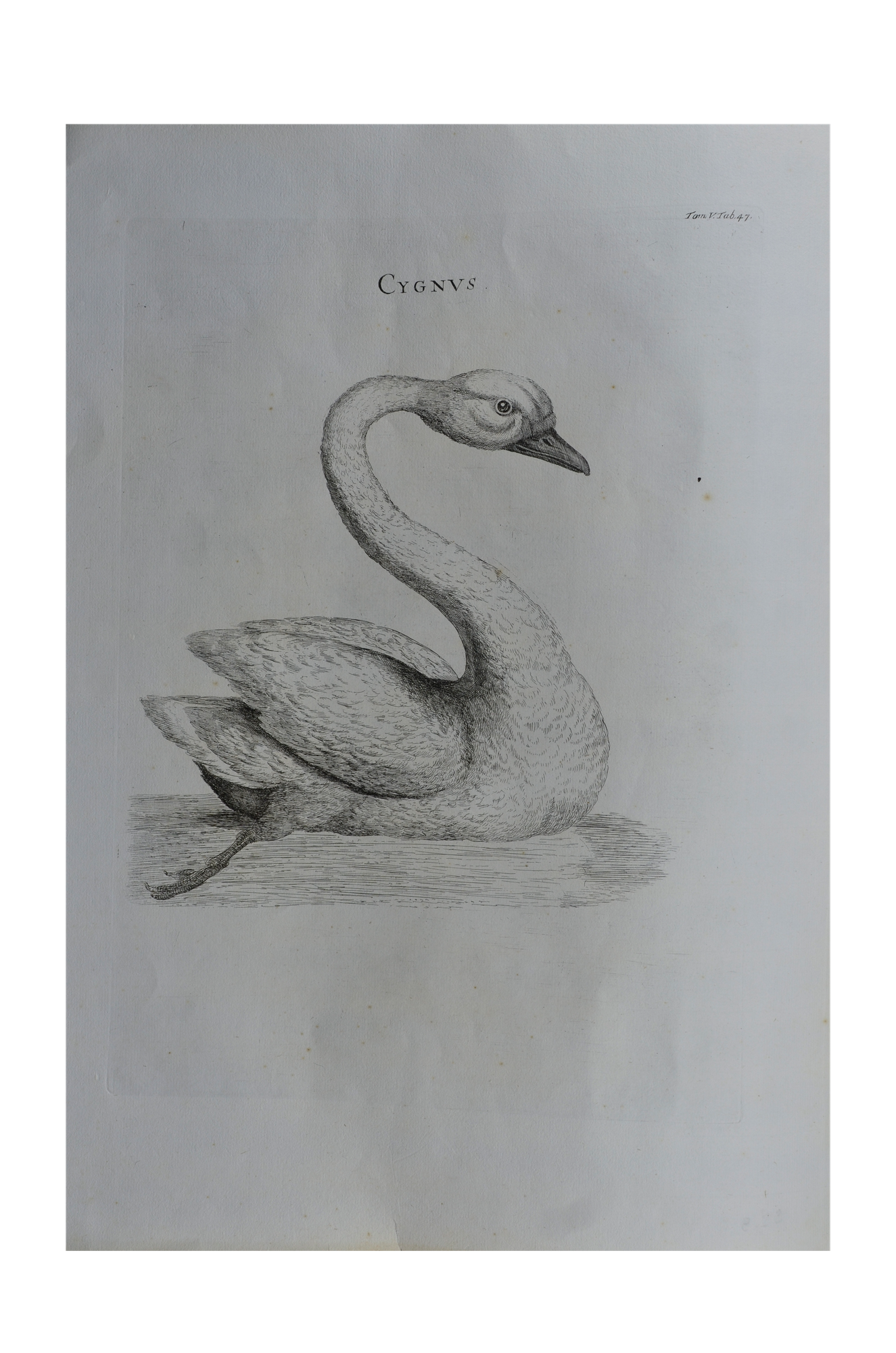 Luigi Ferdinando Marsigli: Cygnus - Hattyú