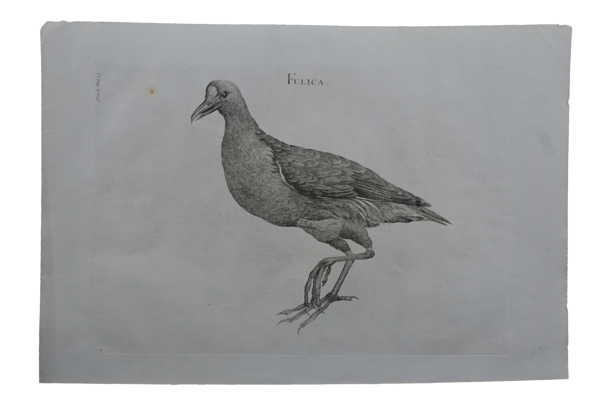 Luigi Ferdinando Marsigli: Fulica - Szárcsa