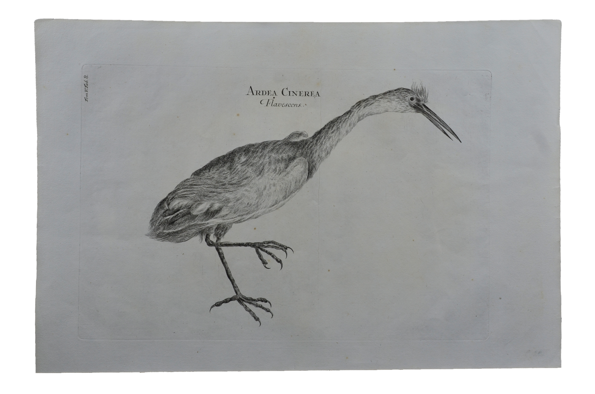 Luigi Ferdinando Marsigli: Ardea cinerea flavescens - Élénk aranysárgás gém
