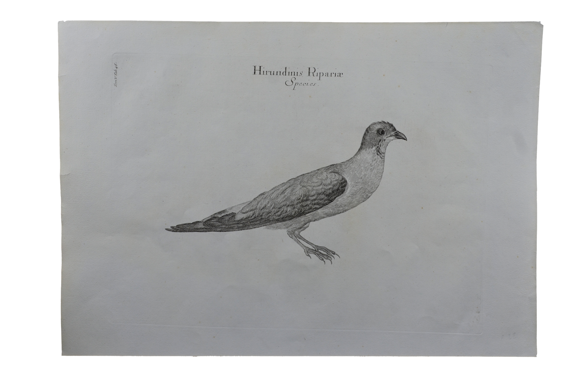 Luigi Ferdinando Marsigli: Hirundinis ripariae species - Partifecske