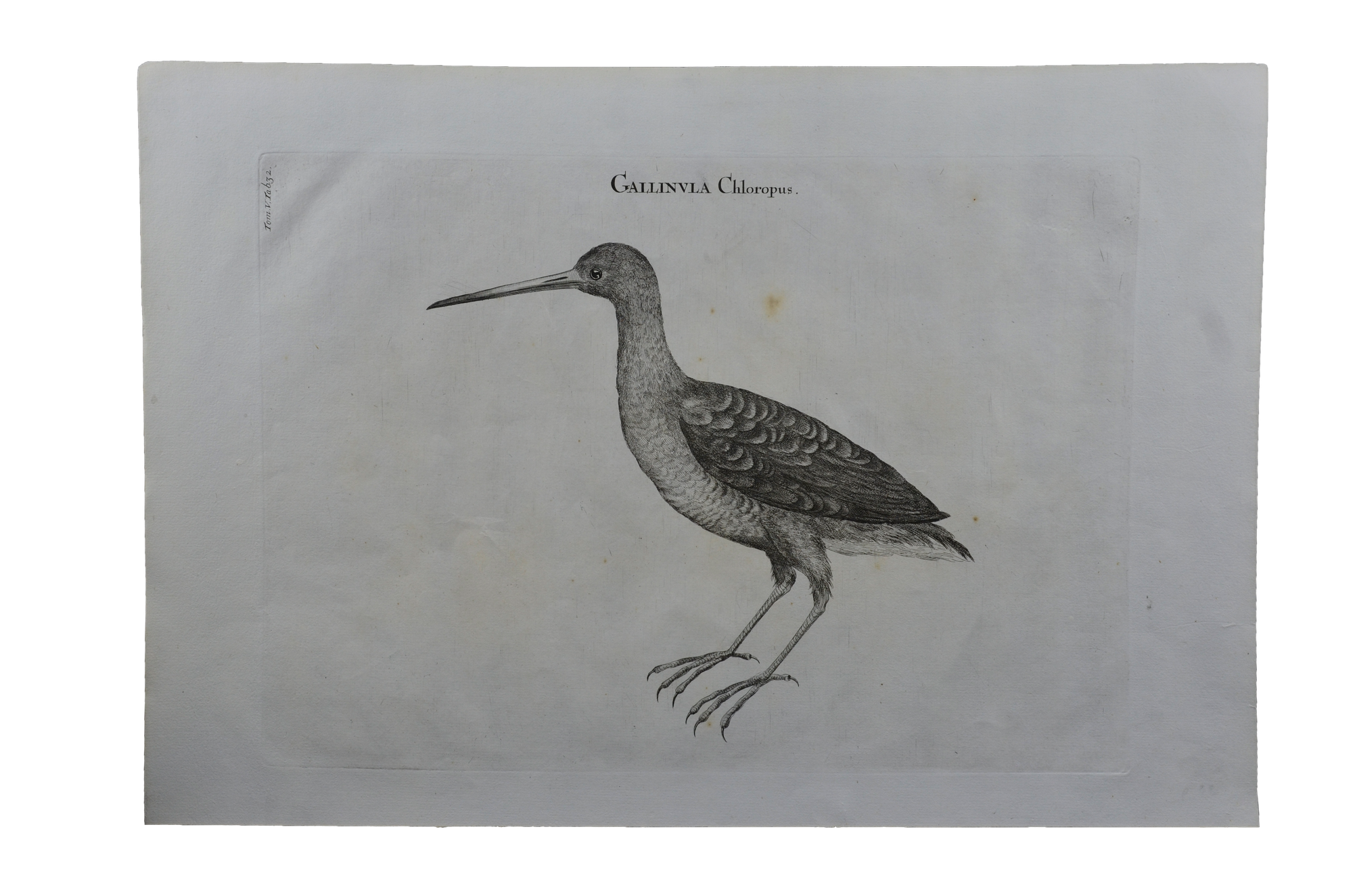 Luigi Ferdinando Marsigli: Gallinula Chloropus - Vizityúk