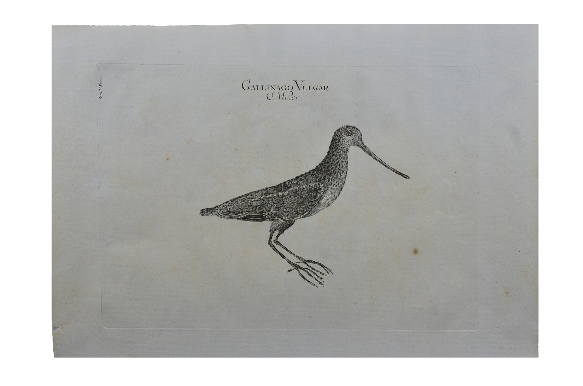 Luigi Ferdinando Marsigli: Gallinago vulgar minor - Kis Sárszalonka