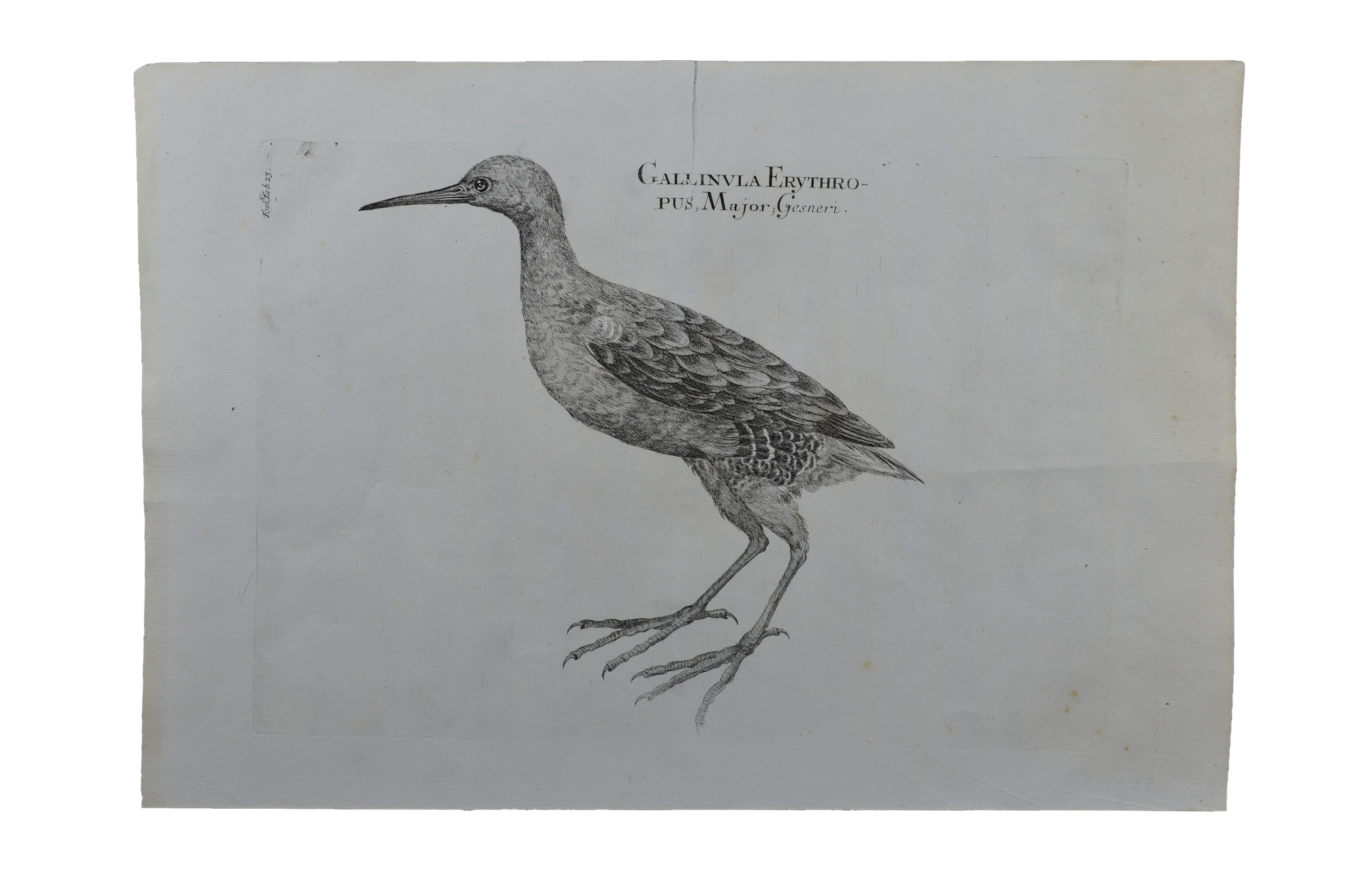 Luigi Ferdinando Marsigli: GallinVla Erythropus Major - Vöröslábú vizityúk