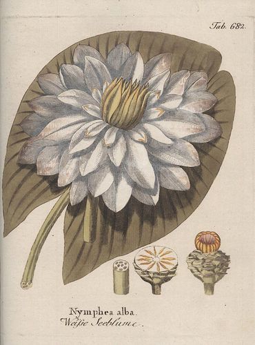Vietz, Ferdinand Bernhard: Icones Plantarum Medico-oeconomico-technologicarum cum earum fructus ususque descriptione I-XI.