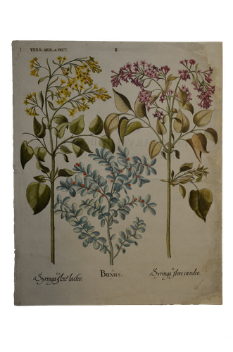 Basilius Besler: Buxus. Syringa flore coeruleo. Syringa flore lacteo ( Hortus Eystettensis)