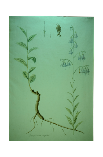 Kitaibel [Pál] Paulus: Campanula liliforia  - Széleslevelű harangvirág (Descriptiones et Icones Plantarum...)