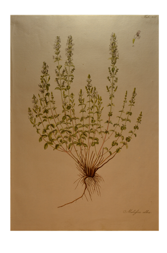 Kitaibel [Pál] Paulus: Melissa Alba - szirti pereszlény (Descriptiones et Icones Plantarum...)