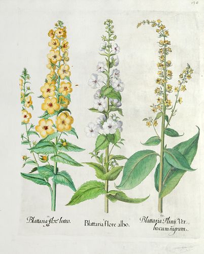Besler, Basilius I.: Blattaria flore albo