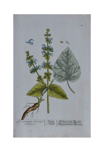 Elisabeth Blackwell: Horminum hortense Sclarea - Orvosi zsálya