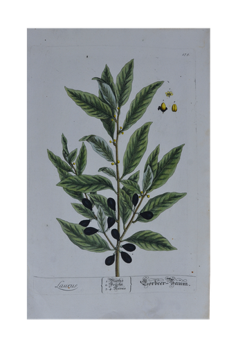 Elisabeth Blackwell:  Laurus - Babér