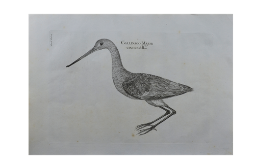 Luigi Ferdinando Marsigli: Gallinago major cinerea mas - Sárszalonka Hím