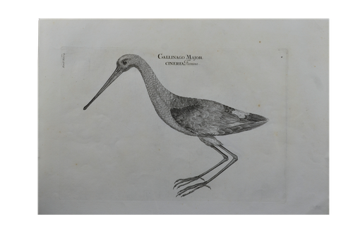 Luigi Ferdinando Marsigli: Gallinago major cinerea foemina - Sárszalonka Nőstény