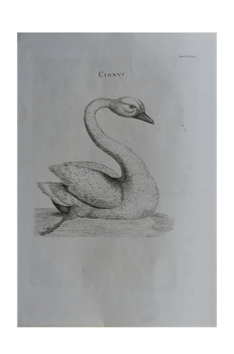 Luigi Ferdinando Marsigli: Cygnus - Hattyú