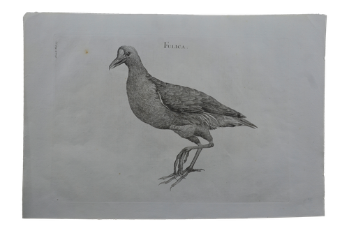Luigi Ferdinando Marsigli: Fulica - Szárcsa
