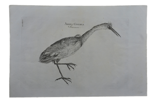 Luigi Ferdinando Marsigli: Ardea cinerea flavescens - Élénk aranysárgás gém