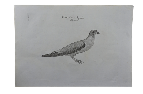 Luigi Ferdinando Marsigli: Hirundinis ripariae species - Partifecske