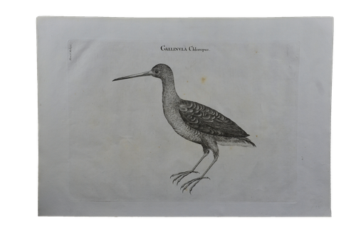 Luigi Ferdinando Marsigli: Gallinula Chloropus - Vizityúk