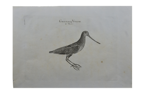 Luigi Ferdinando Marsigli: Gallinago vulgar minor - Kis Sárszalonka