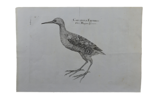 Luigi Ferdinando Marsigli: GallinVla Erythropus Major - Vöröslábú vizityúk