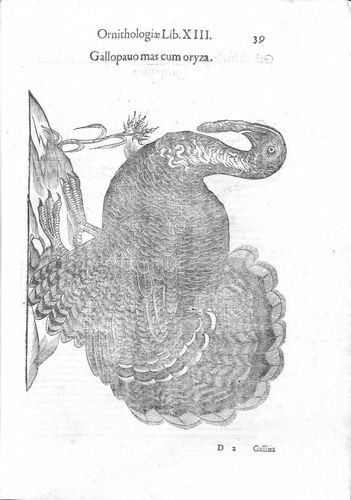 Ulisse Aldrovandi: Ornithologiae